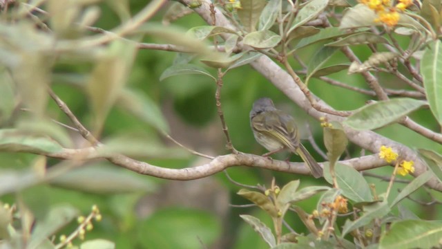 ギンバラコビトドリモドキ - ML201129131