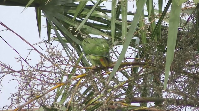 ワキアカボウシインコ - ML201129171