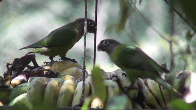 Maroon-bellied Parakeet - ML201129201