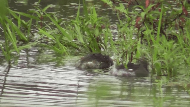 Least Grebe - ML201129271