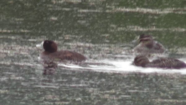 Masked Duck - ML201129311