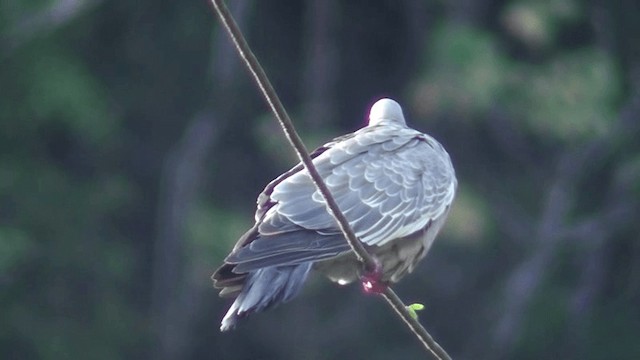 Темнохвостый голубь - ML201129341