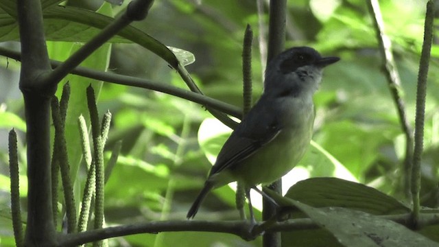 Plain Antvireo - ML201129371