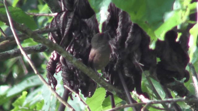 Orange-eyed Thornbird - ML201129391