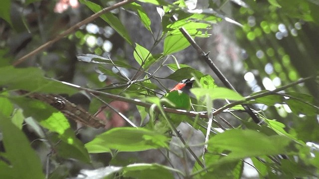 Red-necked Tanager - ML201129401
