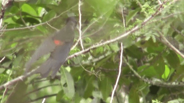 Red-rumped Cacique - ML201129411