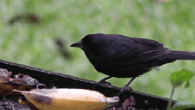 Ruby-crowned Tanager - ML201129431