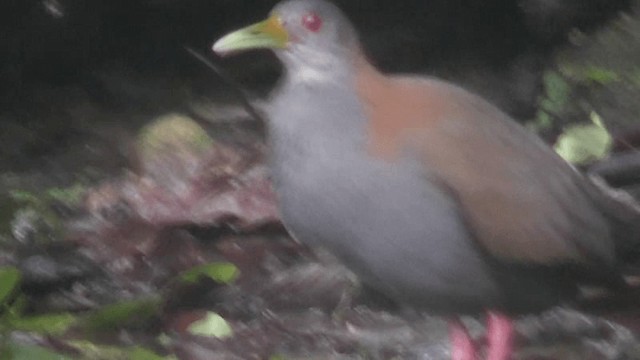 Slaty-breasted Wood-Rail - ML201129441