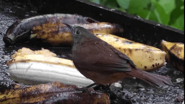 Ruby-crowned Tanager - ML201129451