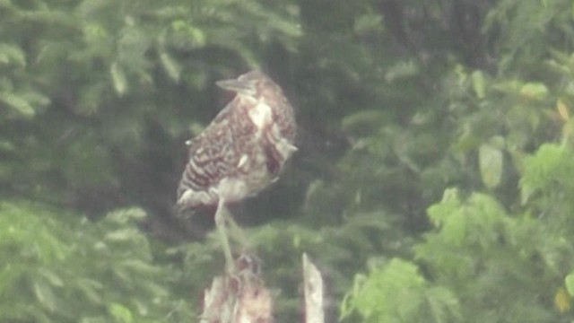 Rufescent Tiger-Heron - ML201129461