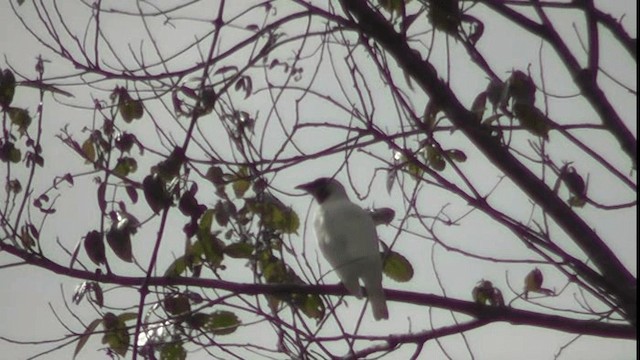 Bare-throated Bellbird - ML201129601