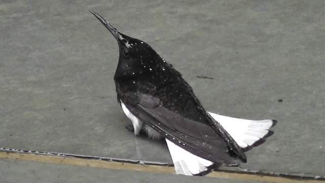 Kara Yakalı Kolibri - ML201129611