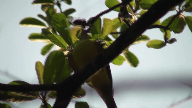 båtnebbtyrann (pitangua) - ML201129631