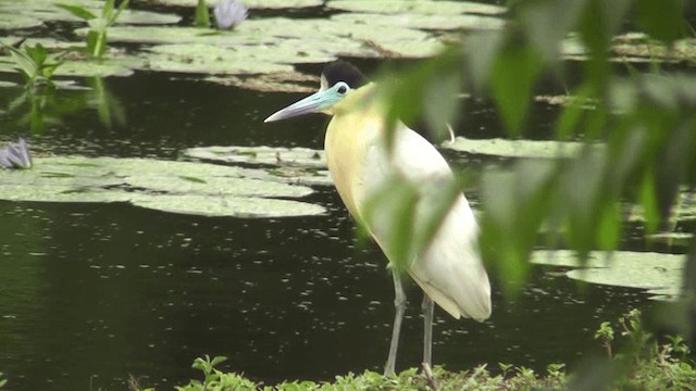 Capped Heron - ML201129661