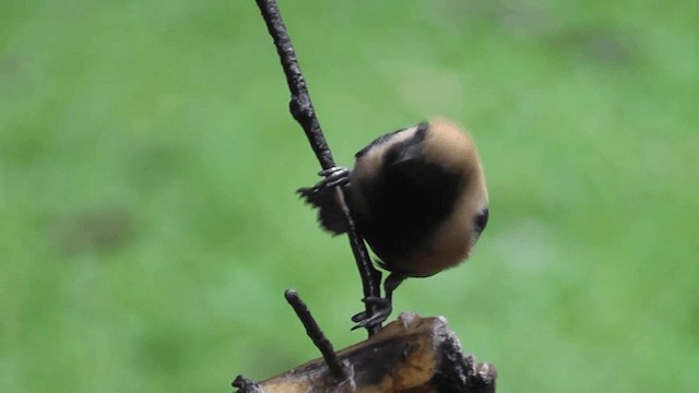 Burnished-buff Tanager (Stripe-bellied) - ML201129681