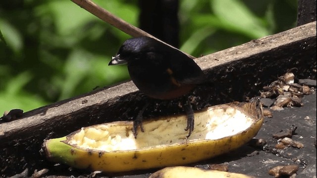 Chestnut-bellied Euphonia - ML201129691