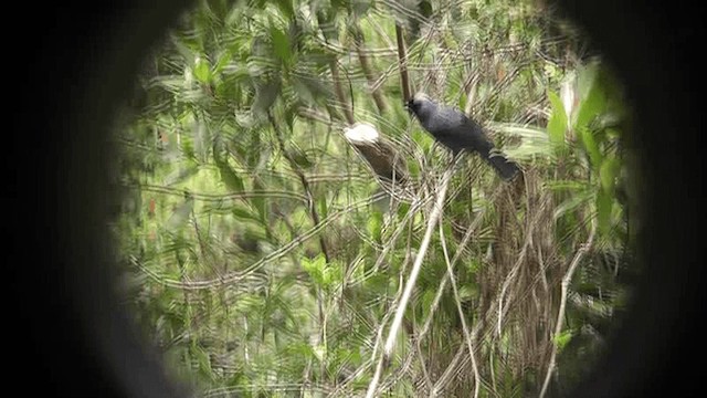 Diademed Tanager - ML201129711