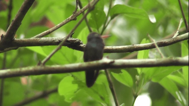 kolibřík lesklobřichý - ML201129741