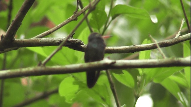 Goldbauch-Smaragdkolibri - ML201129741