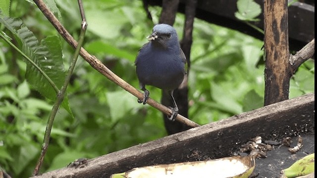 Golden-chevroned Tanager - ML201129761