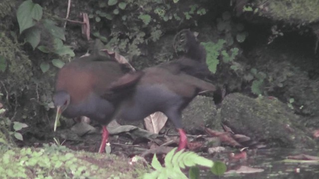 Slaty-breasted Wood-Rail - ML201129801