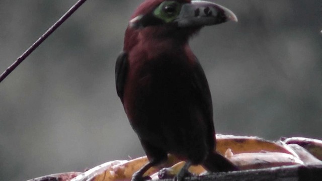 Toucanet à bec tacheté - ML201129821