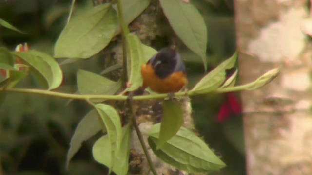 Blue-backed Conebill - ML201129861