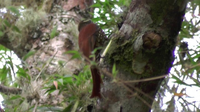 Pearled Treerunner - ML201129921