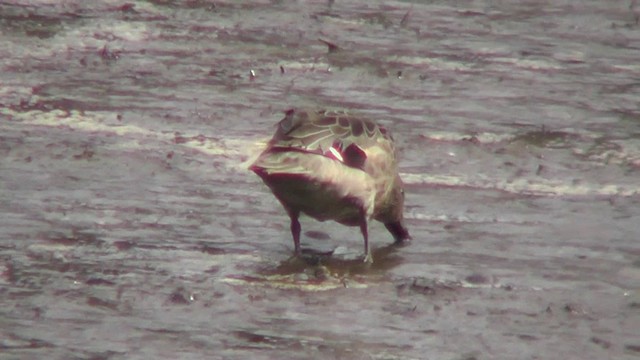 Andean Teal (Andean) - ML201129971