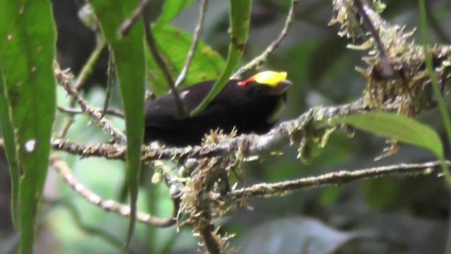 Altın Kanatlı Manakin - ML201130201