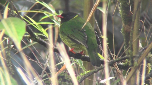 Cotinga vert et noir - ML201130241