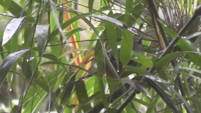 Streak-headed Antbird - ML201130311