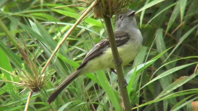Pale-edged Flycatcher - ML201130371