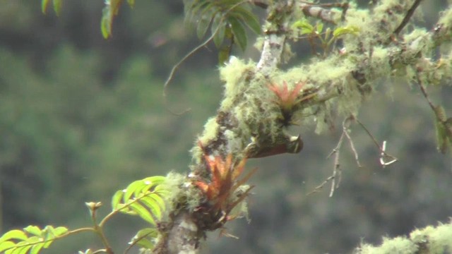 Pearled Treerunner - ML201130381