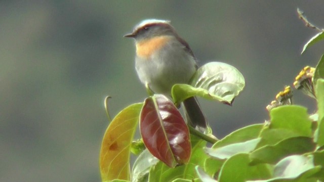 Kızıl Gerdanlı Bülbül Tiranı - ML201130421