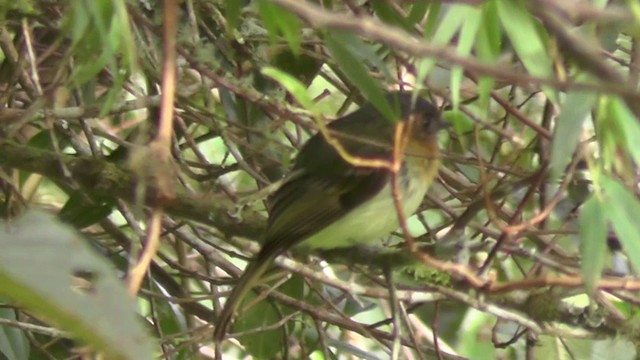 Rufous-breasted Flycatcher - ML201130431