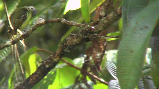 Rufous-crowned Tody-Flycatcher - ML201130451