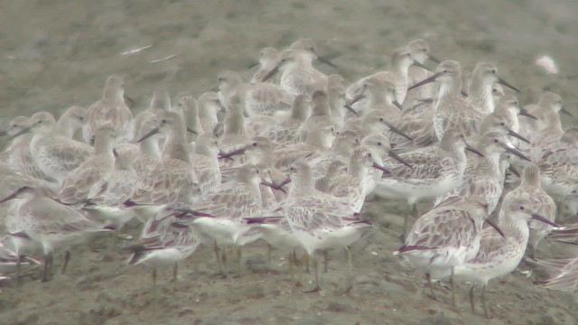 Great Knot - ML201130561