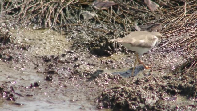 Little Ringed Plover - ML201130591