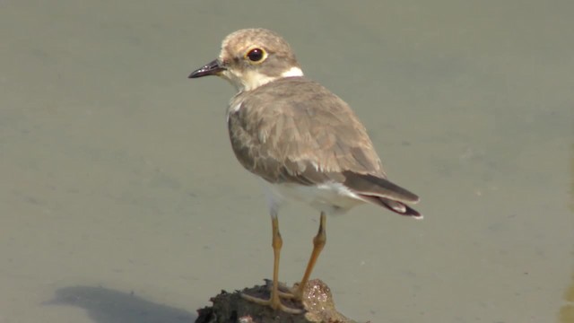 Little Ringed Plover - ML201130671