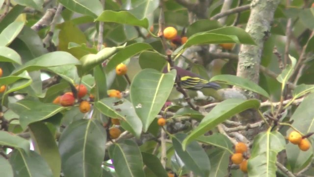 ハシブトアオバト - ML201130721