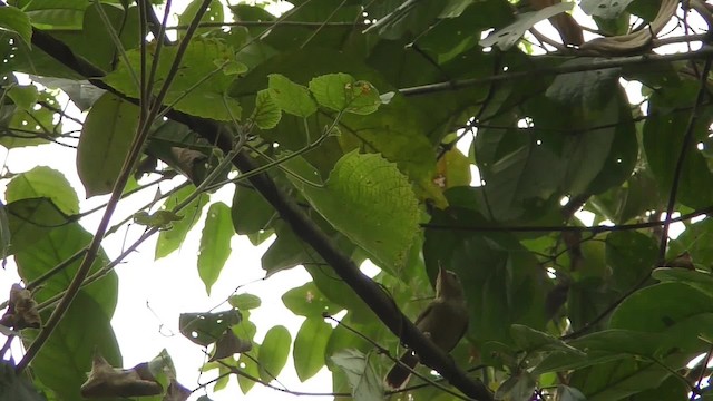 Gray Longbill - ML201130821