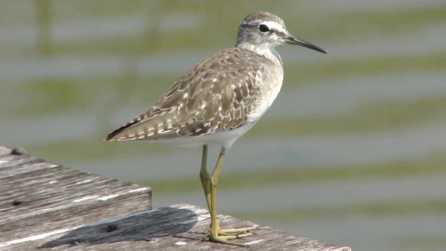 Wood Sandpiper - ML201130881