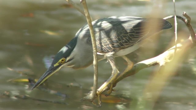 Striated Heron - ML201130891