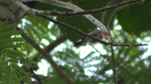 Crimson Sunbird - ML201130951