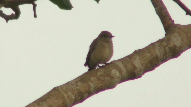 鳥類 - ML201131031