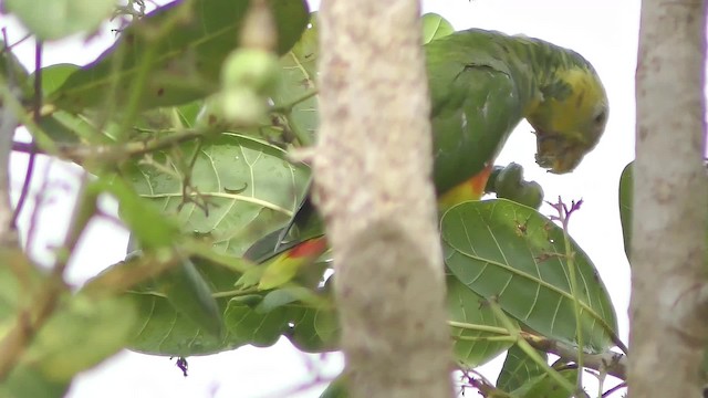 ワキアカボウシインコ - ML201131201