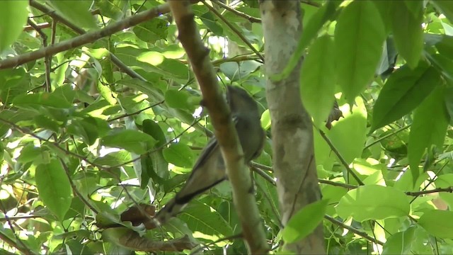 White-winged Becard - ML201131211