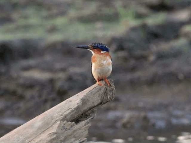 マダガスカルカンムリカワセミ - ML201131271