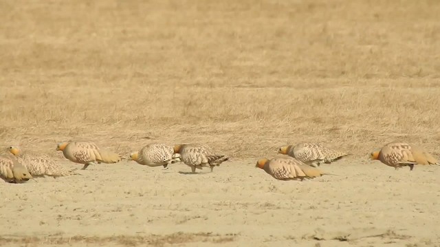 Spotted Sandgrouse - ML201131291